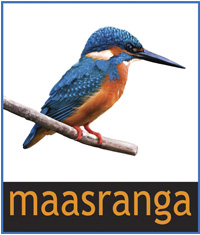 maasranga_tv